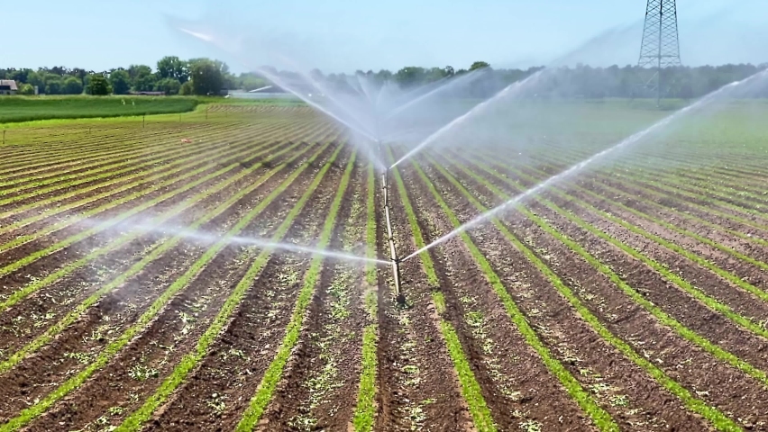 Hot summer and farming with water. Watering device irrigate green plantation field, agricultural landscape.  Big carrot plantation with water irrigation
