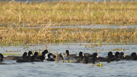 full shot of Eurasian or common coot or Australian coot or Fulica atra flock of birds floating or dabbling in water at keoladeo ghana national park or bharatpur bird sanctuary rajasthan india