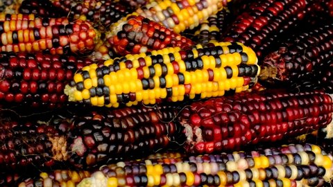 Colored corn cobs.Multicolored corn background.corn cobs different colors.Organic farm vegetables. Autumn corn harvest