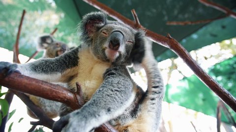 Koala Scratching His Ears While On An Artificial Tree Branch At Animal Zoo Park. - Low Angle Shot