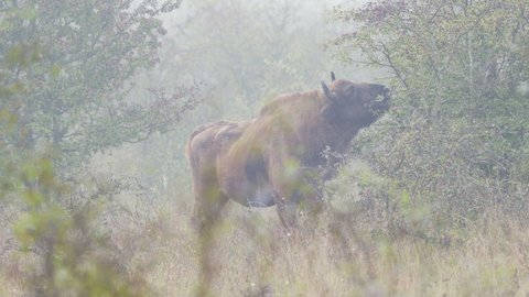 European bison bonasus bull eating leaves from a bush in fog, Czechia.