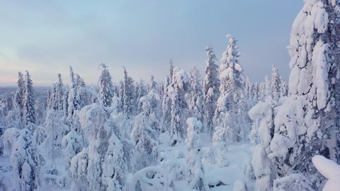 Aerial view over snow covered trees, sunset, in Lapland - rising, drone shot