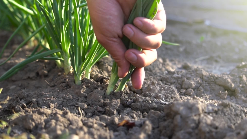 Successful farmer is pulling fresh green onion from the dirt in his farm. Concept of raw vegetarian food, healthy lifestyle and gardening. Young onions being harvested by hand in cinematic slow motio | Shutterstock HD Video #1073597489