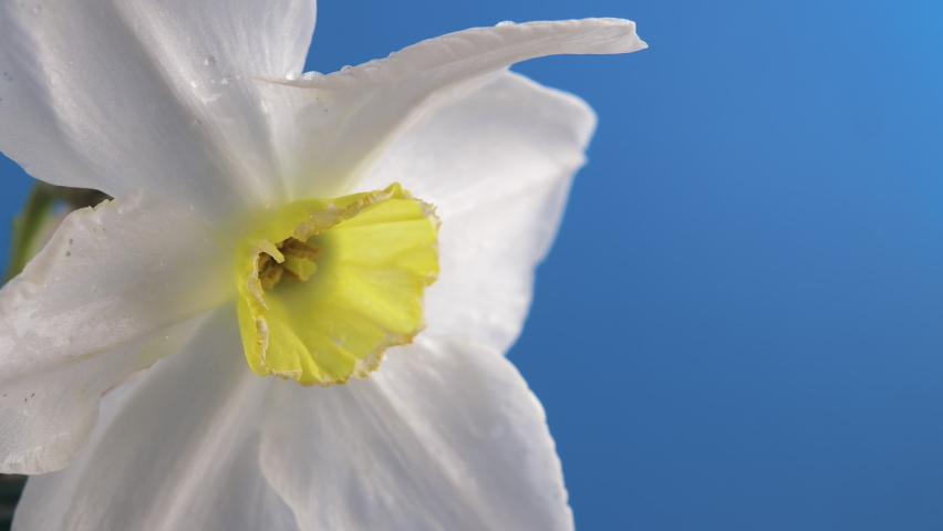 Narcissus. White flower blooms on a blue background. Beautiful bud is moving slowly. Timelapse macro shot