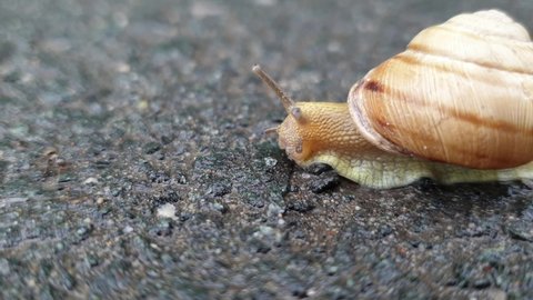 a snail crawls on the asphalt after the rain next to an ant