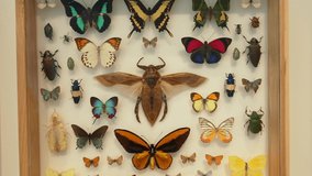 This zooming video shows a scientific shadow box with an impressive collection of beetle, insect, and butterfly specimens.