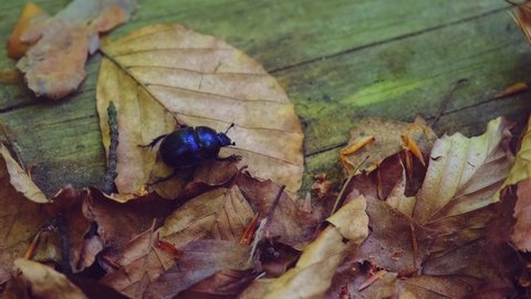 Spring Dor Beetle Insect Bug Walking on Withered Leaves and Tackling Obstacles in Forest