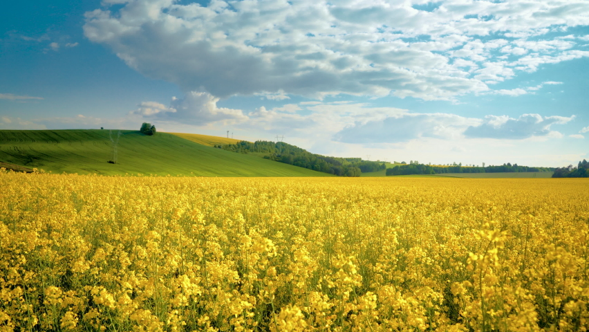Oilseed rape field with trees against blue sky. Rural, countryside landscape. Panoramic view of colza flowers. Farmland during sunny summer day. Royalty-Free Stock Footage #1073601476