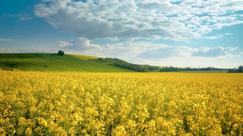 Oilseed rape field with trees against blue sky. Rural, countryside landscape. Panoramic view of colza flowers. Farmland during sunny summer day.