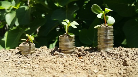 Growing Money - Plant On Coins - Finance And Investment Concept. Plants Growing Out Of Coin Stacks. Banking, saving money or interest increasing concept, Business growth. Trees on pile of coins. 
