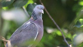 Common wood pigeon (Columba palumbus) sitting isolated in the tree 4k clip