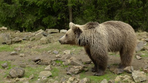 Powerful Brown Bear living walking in forest, Wild Nature. Life in Forest, Dangerous Animals. Wild Free Life Hight in the Mountains