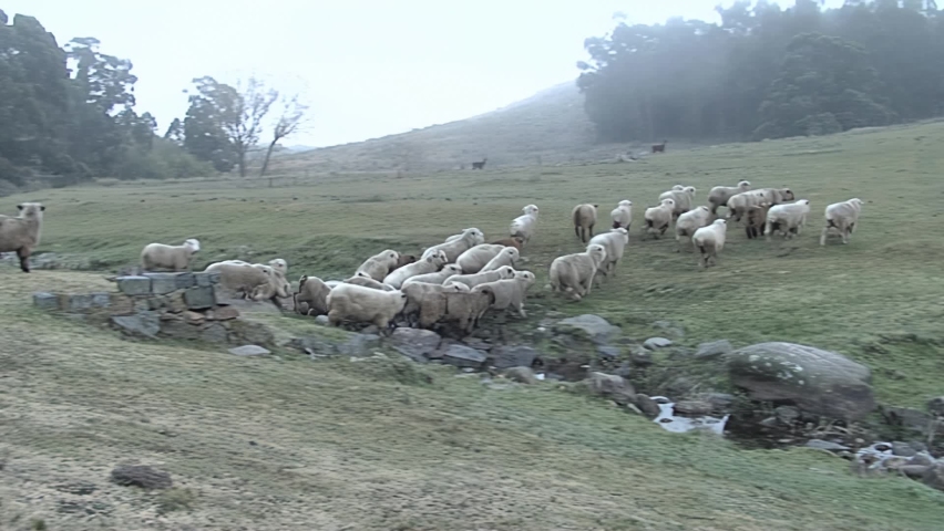 Sheep Flock Moving Through Misty Field With Herding Dog, Tandil, Argentina