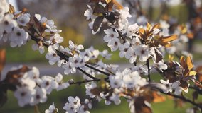 Closeup view stock video footage of beautiful white spring blooming flowers growing outdoors in scenic city park