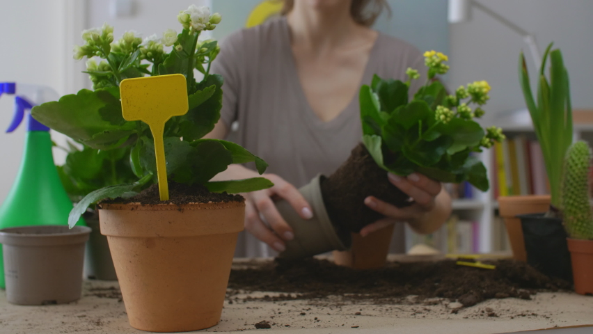 woman gradening houseplants at home