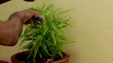  Mysuru, Karnataka, India-June 02 2021; A Ginger plant in a pot being nurtured in a garden, the raw spice root is used in cooking food and 
also as an alternative medicine in Ayurveda in India, in 4K.