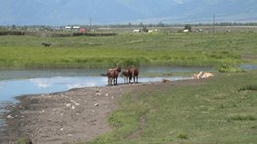 Video panorama of group of horses graze in the Altai medow. Mul'ta, Altai, Siberia, Russia.