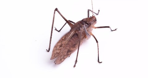 Video of the sound of a “Giant katydid".
Recorded with a sound-collecting microphone. Brown individual.