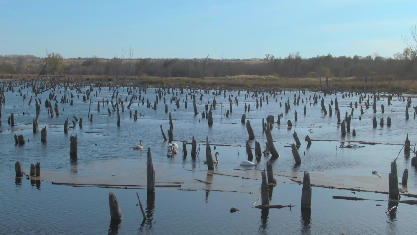 lake with white and gray swans