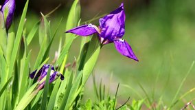 Siberian Iris (Iris sibirica) blooming in the Shogran, Pakistan 4k clip