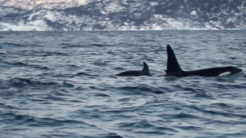 Slow motion - Orcas and humpback whales feeding between fishing boats. Humpback whales hunting for herrings in the fjords of Norway in winter. Together with orcas and fin whales, they follow the big