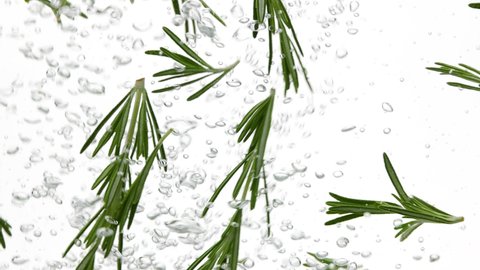 Close up many fresh green rosemary leaves in water with air bubbles, isolated on white background, low angle, side view, slow motion