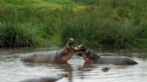 Two hippos have fun in the water. Brother love.