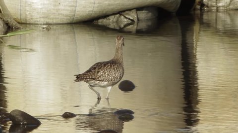 A wild whimbrel, or curlew, walking on the water. A telephoto shot from an adventurous trip through the rivers of Reunion Island, France, in the Indian Ocean.