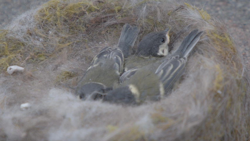 Baby Blue Tits nesting Together