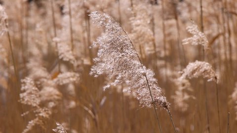 Close up common phragmites reed tuft heads shaking in the wind in slow motion, low angle, side view
