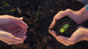 agriculture teamwork. farmers team hands plant a small plant in the ground soil. business teamwork agriculture concept. team man and woman hands close up with plant plant in eco mud soil - Powered by Shutterstock - Get 15% off with code: PIKWIZARD15