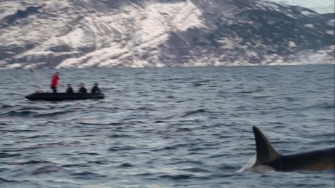 Orcas, killer whales or Orcinus orca how they are called in latin, are following big schoals of herrings to the fjords of northern Norway.