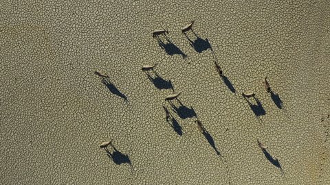 Straight down aerial view of a small group of Gemsbok (Oryx) standing on the dry cracked mud of the Namib Desert casting shadows