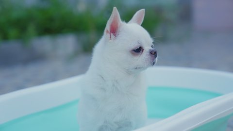 Slow motion. A woman take pleasure bathing  Chihuahua dog in small bathtub with multi-purpose sprinkler outdoors. Take care of your dog during the summer holiday. Washing dog. pet health care.