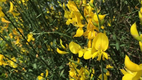 Yellow broom flowers, selective focus close up on blurred background