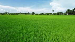 Footage video of drone flying fast over a green rice paddy field .