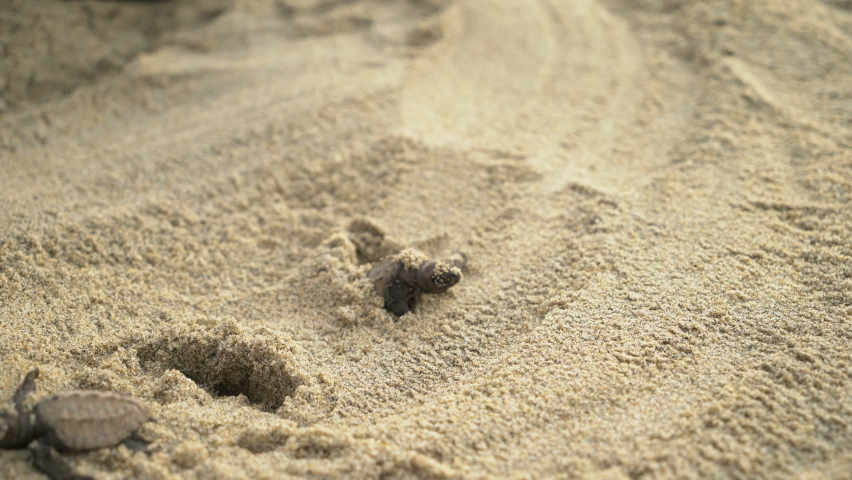 Newborn sea turtles get out of sand and flee to the Pacific Ocean. Royalty-Free Stock Footage #1073646644