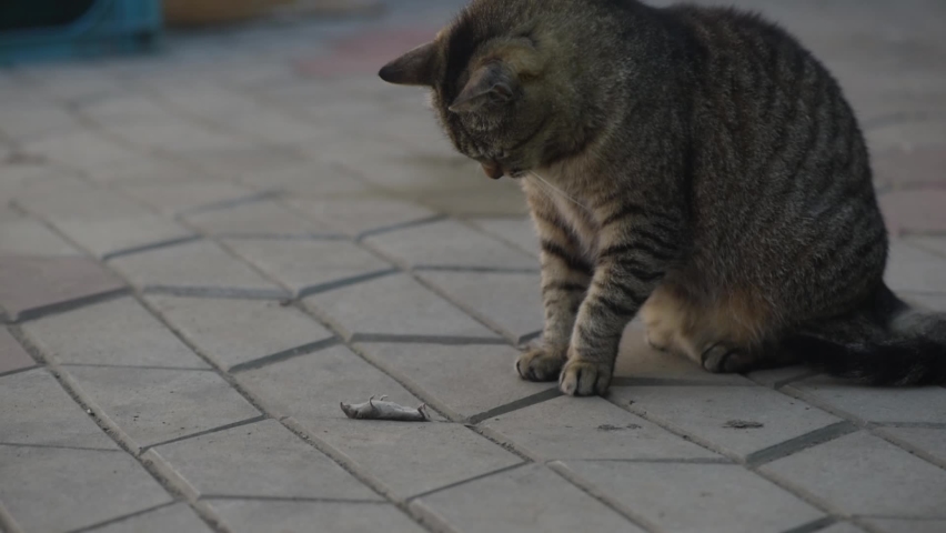 Domestic cat and its prey mouse shrew