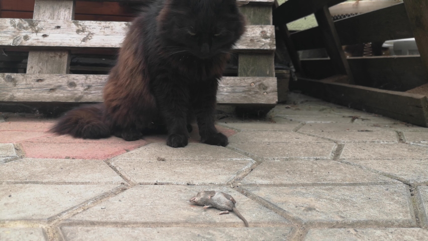 Domestic cat and its prey mouse shrew