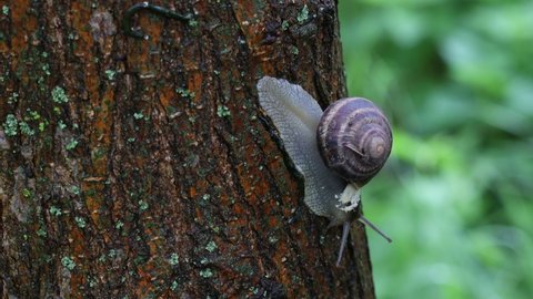 Snail on a tree in the garden. The snail glides over the wet wood texture. Edible snails or escargot