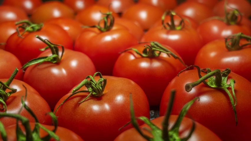 tomato rotting time lapse. rotten vegetables video. agriculture industry, food crisis, vegetable crops, tomato harvest. spoiled tomatoes timelapse video, food loss and food waste.  Royalty-Free Stock Footage #1073647586