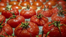tomato rotting time lapse. rotten vegetables video. agriculture industry, food crisis, vegetable crops, tomato harvest. spoiled tomatoes timelapse video, food loss and food waste. 