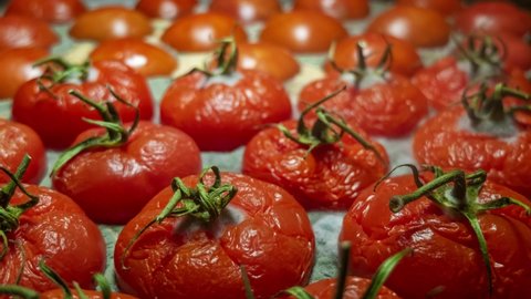tomato rotting - time lapse photography. rotten vegetables video. agriculture industry, vegetable crops, tomato harvest. spoiled tomatoes timelapse video, food loss and food waste.