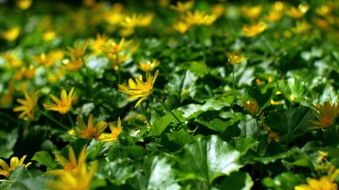 Lesser celandine or pilewort on green grass. Beautiful yellow spring flowers swaying in the wind. Good weather, sunlight.