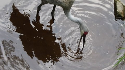 a Sandhill Crane on a lake
