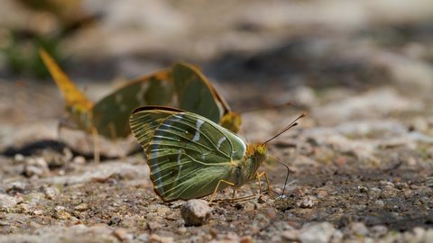 The silver-washed fritillary (Argynnis paphia) sitting on the ground