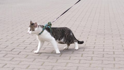 Walking with a pet cat animal on a leash outdoors on a street
