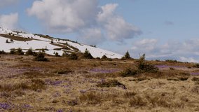 Spring landscape of violet crocuses ( Crocus heuffelianus ) on glade in mountains covered of snow, Carpathian mountains