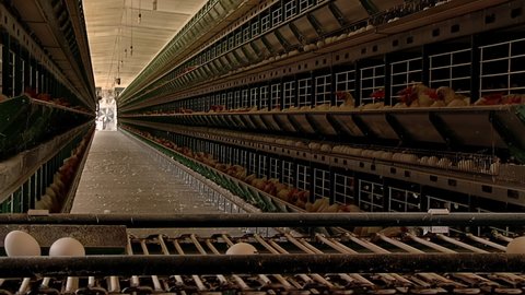 Crespo, Entre Rios, Argentina - March 2020: Chicken Farm Poultry Production, Eggs Moving on Rollers at Chicken Farm.