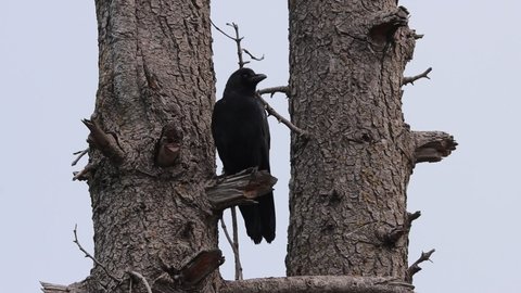 large billed crow (Corvus macrorhynchos) sitting on the tree 120fps slow motion 